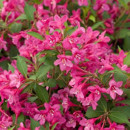 Weigela Sonic Bloom® Pink