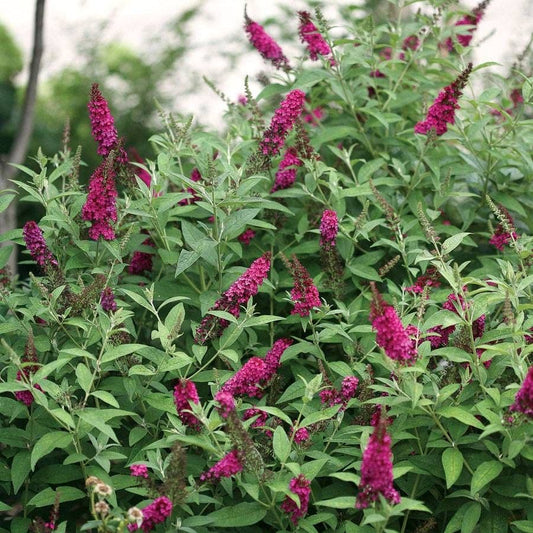 Buddleia 'Miss Molly'