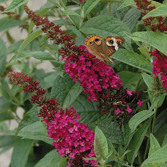 Buddleia 'Miss Molly'