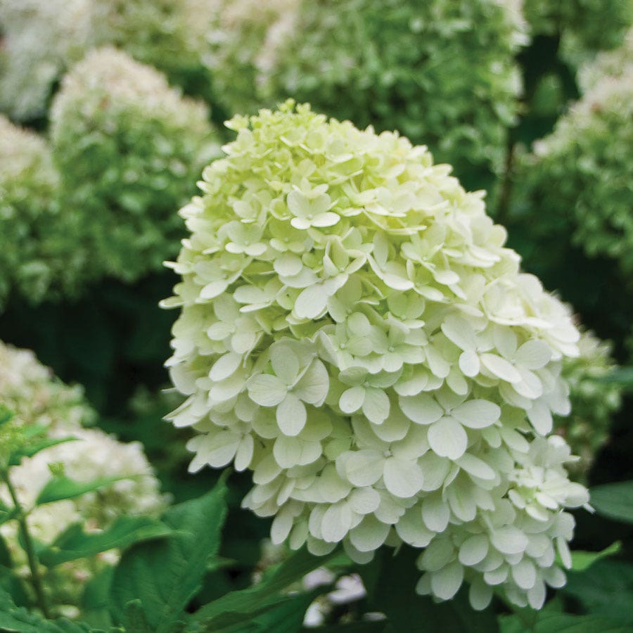 Hydrangea Little Lime® Panicle Hydrangea