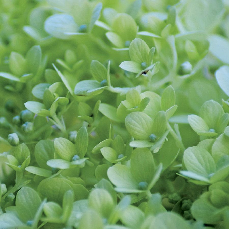 Hydrangea Little Lime® Panicle Hydrangea