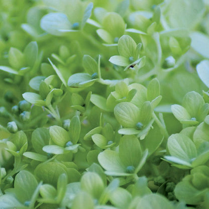 Hydrangea Little Lime® Panicle Hydrangea