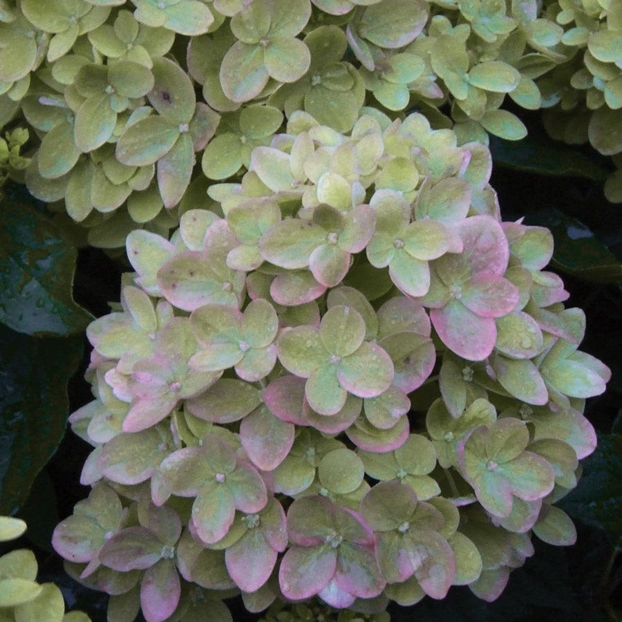 Hydrangea Little Lime® Panicle Hydrangea