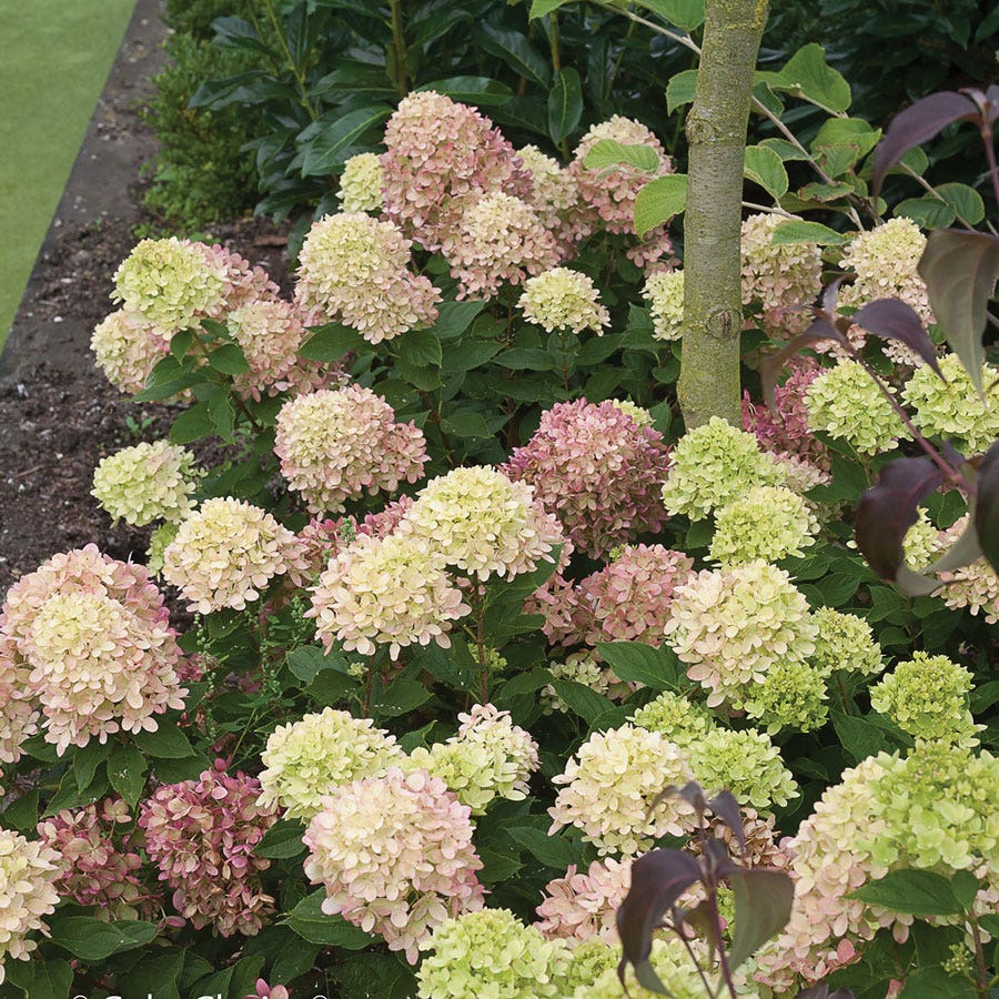 Hydrangea Little Lime® Panicle Hydrangea
