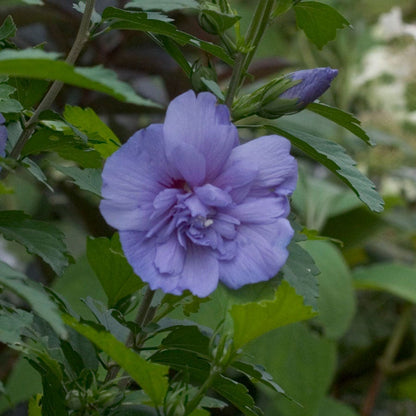 Hibiscus Blue Chiffon® Rose of Sharon
