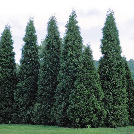 Thuja 'Green Giant' Arborvitae