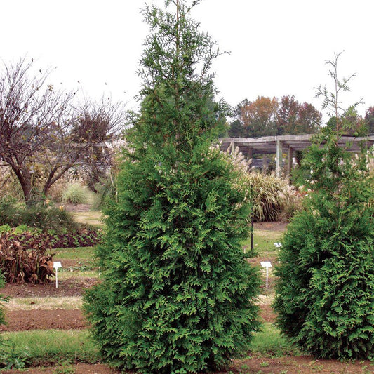 Thuja 'Green Giant' Arborvitae