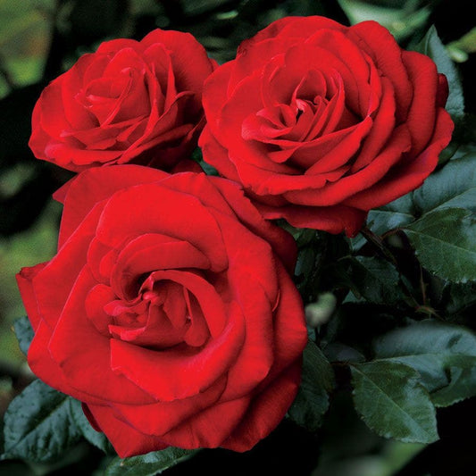 Rosa Always and Forever®