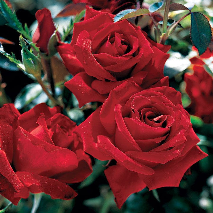 Red Pocock's Roses Jackson & Perkins Roses – Wayside Gardens
