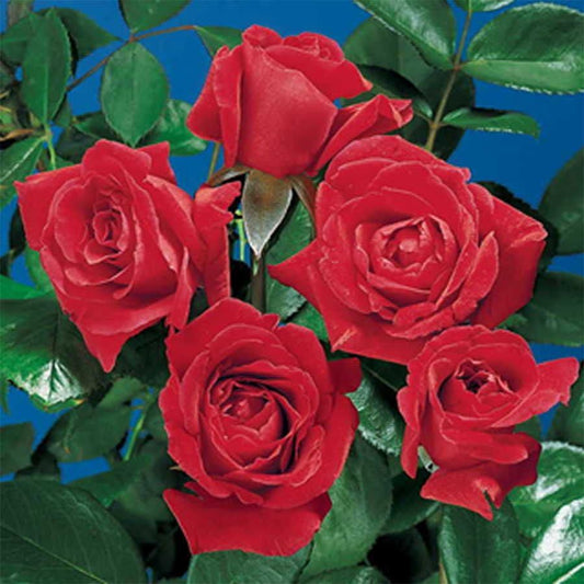 Rosa Olympiad