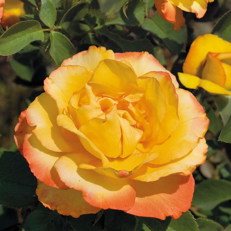 Rosa Summer Surprise – Wayside Gardens