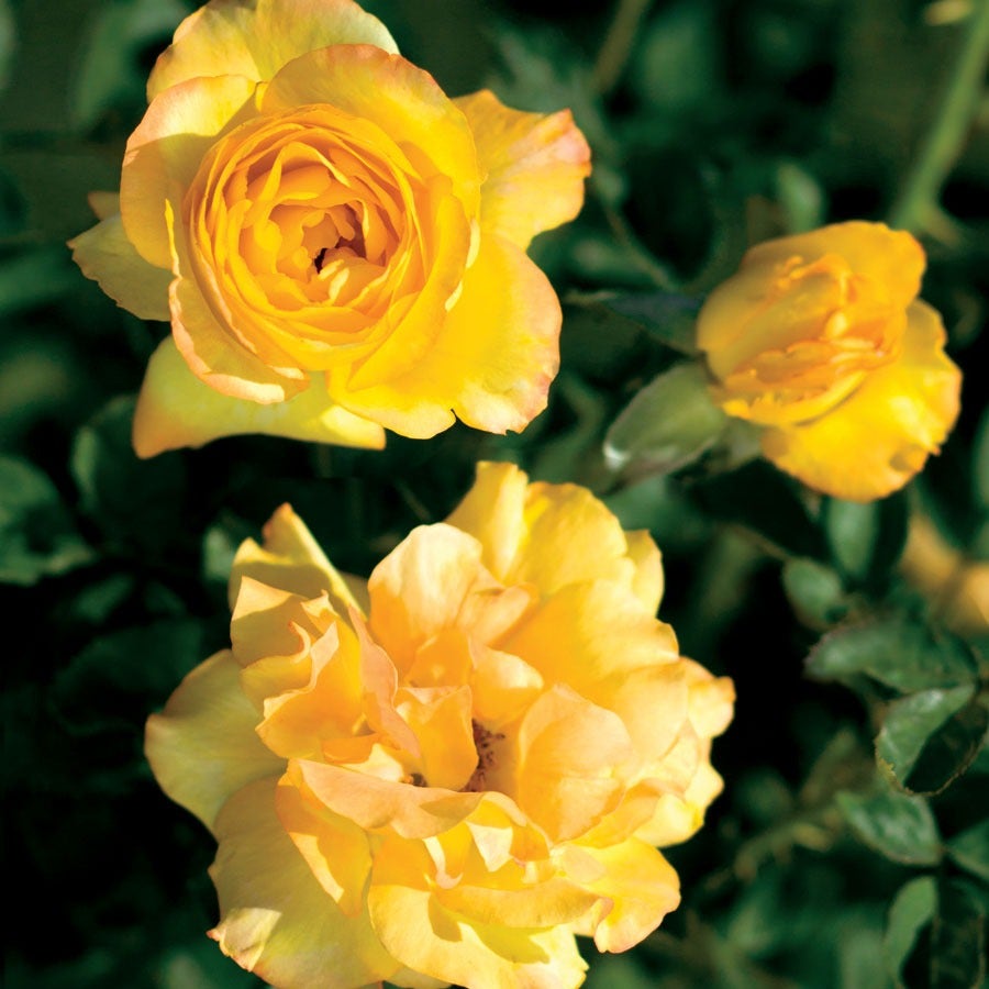 Rosa Summer Surprise
