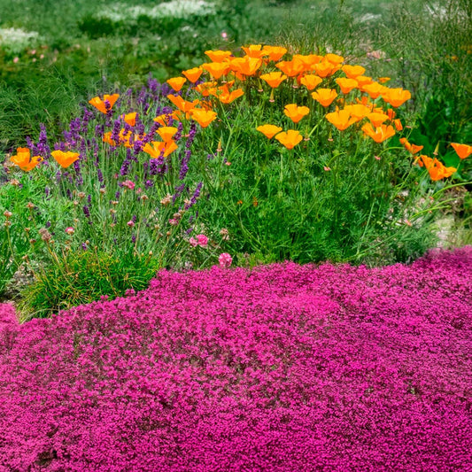 Thymus 'Coccineus' Red Creeping Thyme Lawn
