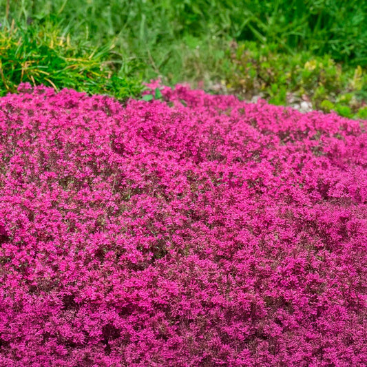 Thymus 'Coccineus' Red Creeping Thyme Lawn