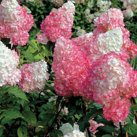 Hydrangea Vanilla Strawberry™