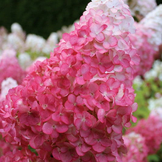 Hydrangea Vanilla Strawberry™