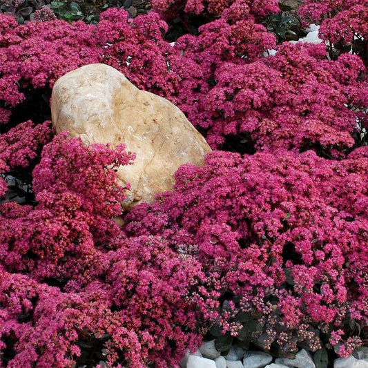 Sedum SunSparkler® 'Dazzleberry' Stonecrop