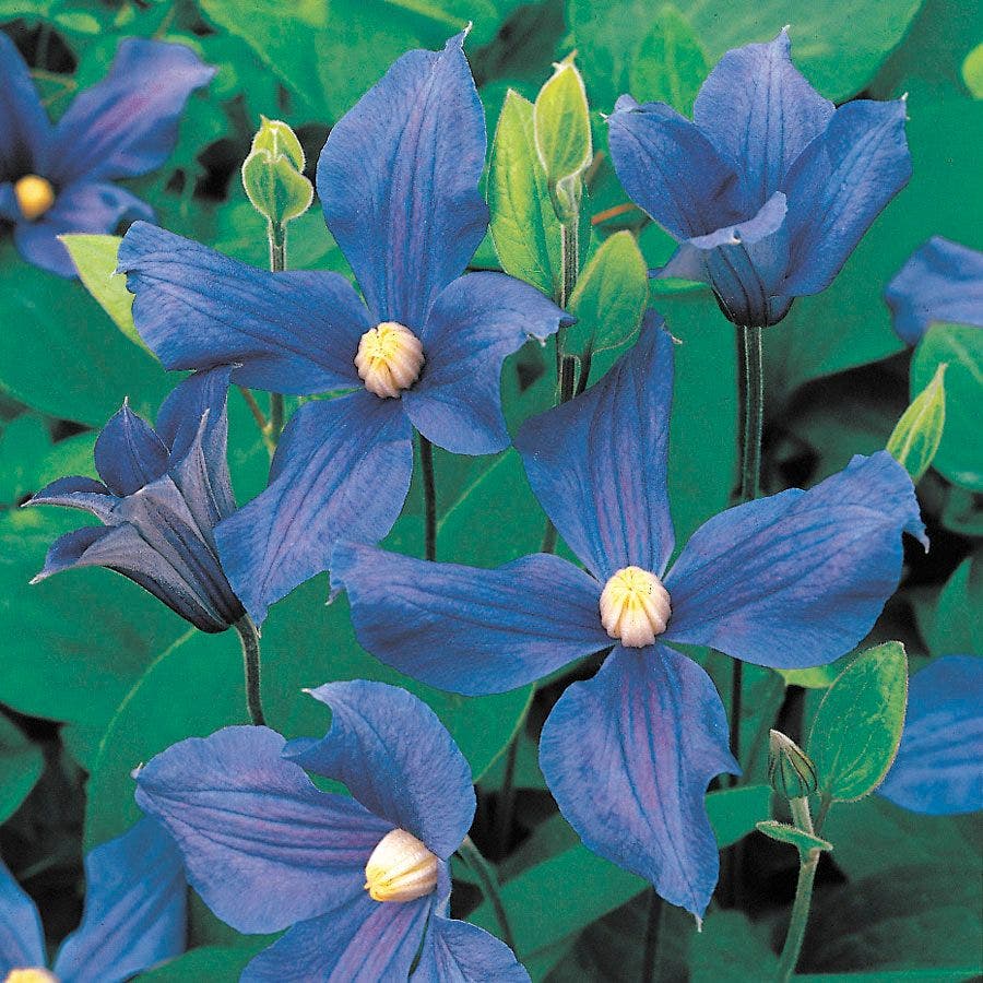 Clematis durandii Blue Clematis