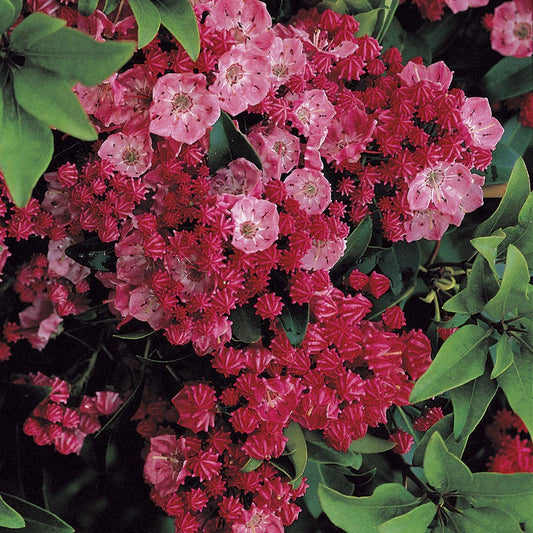 Kalmia Sarah