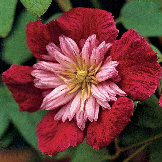 Clematis Avant-Garde™