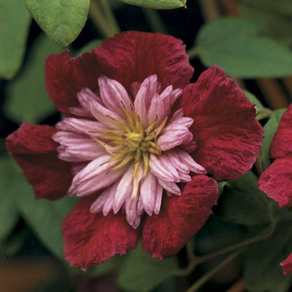Clematis Avant-Garde™