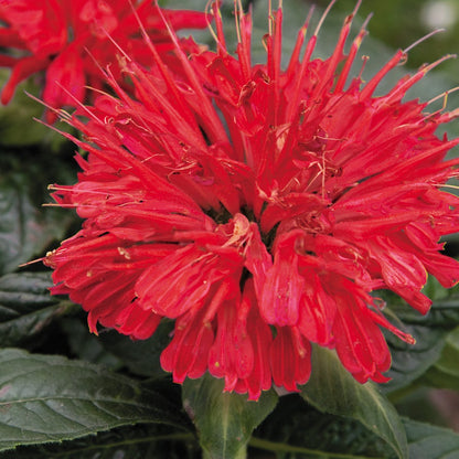 Monarda 'Gardenview Scarlet'