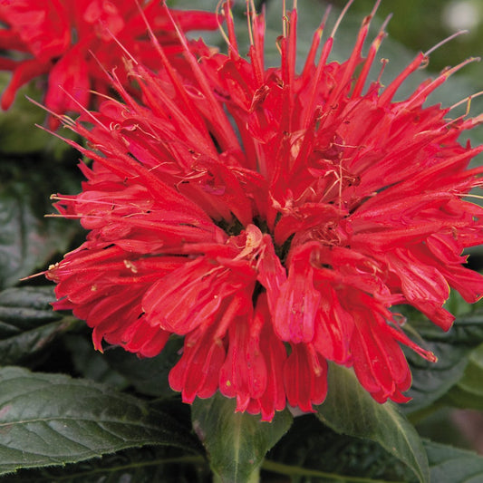 Monarda 'Gardenview Scarlet'