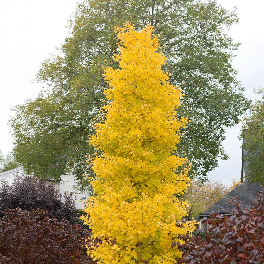 Ginkgo 'Goldspire'