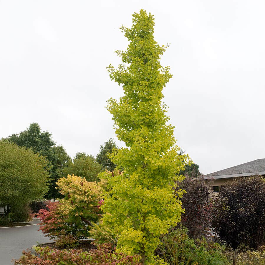 Ginkgo 'Goldspire'