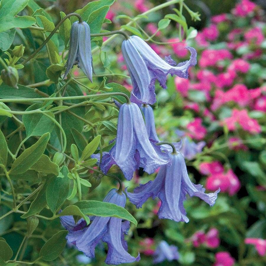 Clematis 'Betty Corning' Bell Clematis