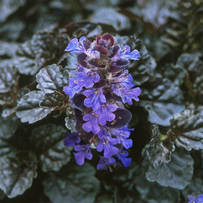Ajuga 'Black Scallop'