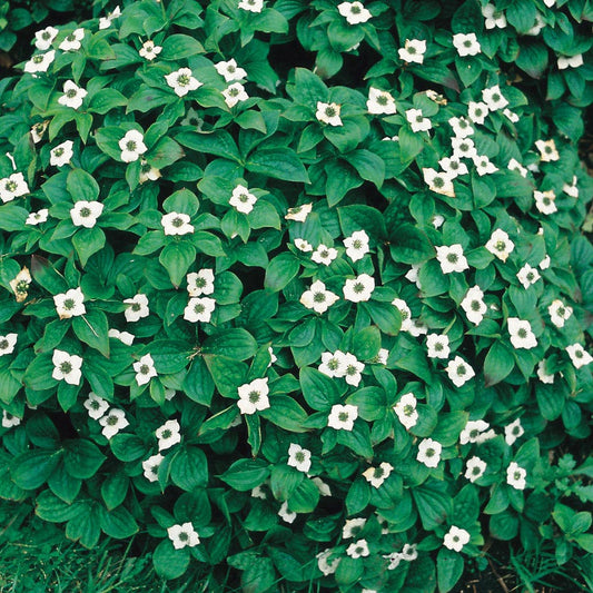 Cornus canadensis