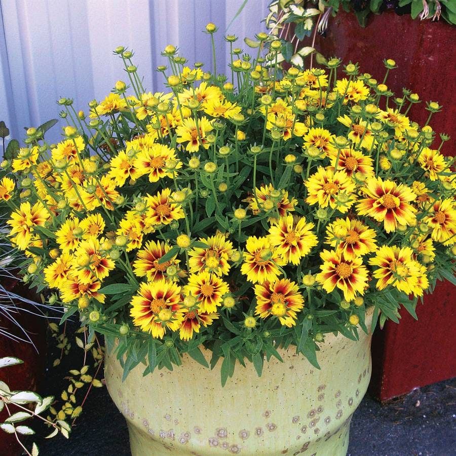 Coreopsis Li'l Bang™ Enchanted Eve