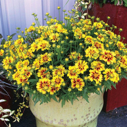 Coreopsis Li'l Bang™ Enchanted Eve