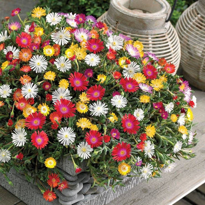 ice plant jade stone Jewel of Desert Moonstone' White Ice Plant – Wayside Gardens