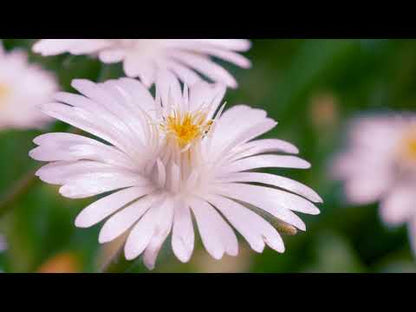 Delosperma 'Jewel of Desert Moonstone' White Ice Plant
