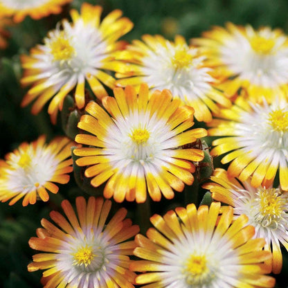 Delosperma Jewel of Desert Topaz