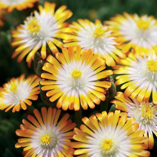 Delosperma Jewel of Desert Topaz