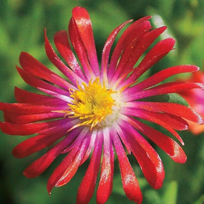 Delosperma 'Jewel of Desert Garnet' Ice Plant