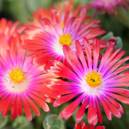 Delosperma 'Jewel of Desert Garnet' Ice Plant
