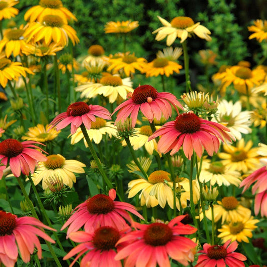'Cheyenne Spirit' Echinacea Mix