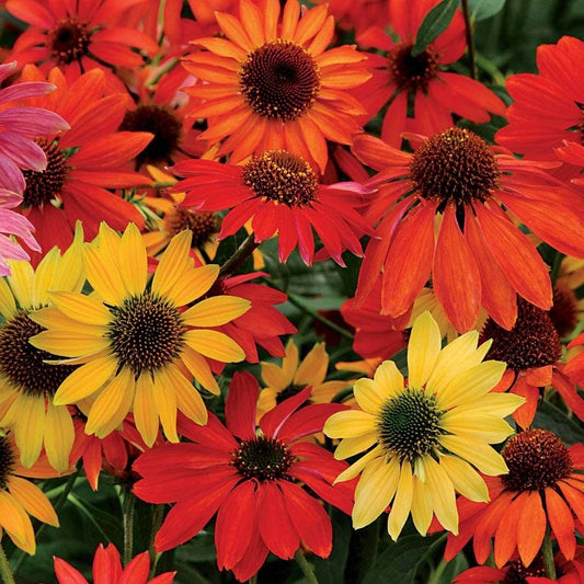 'Cheyenne Spirit' Echinacea Mix