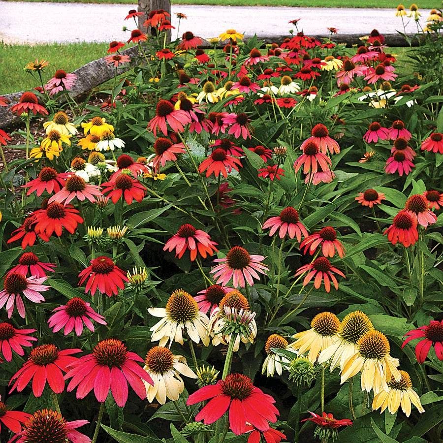 'Cheyenne Spirit' Echinacea Mix