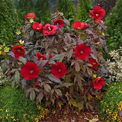 Hibiscus 'Midnight Marvel' Rose Mallow