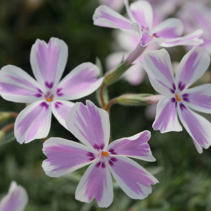 'Candy Stripe' Creeping Phlox