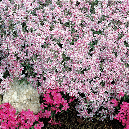 'Candy Stripe' Creeping Phlox