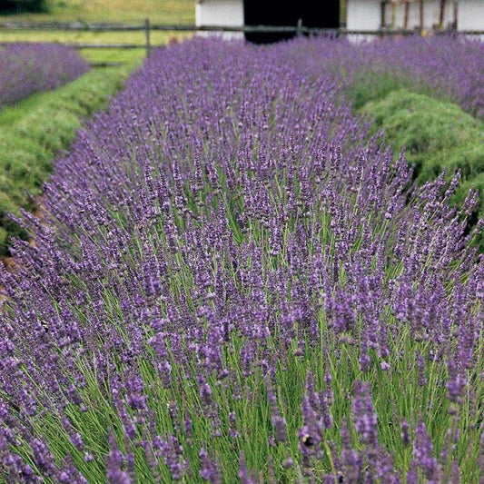 Lavandula Phenomenal™
