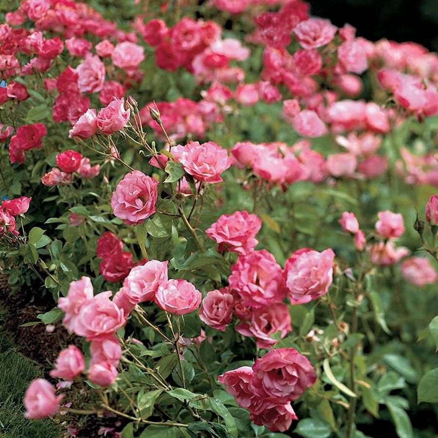 Rosa Simplicity