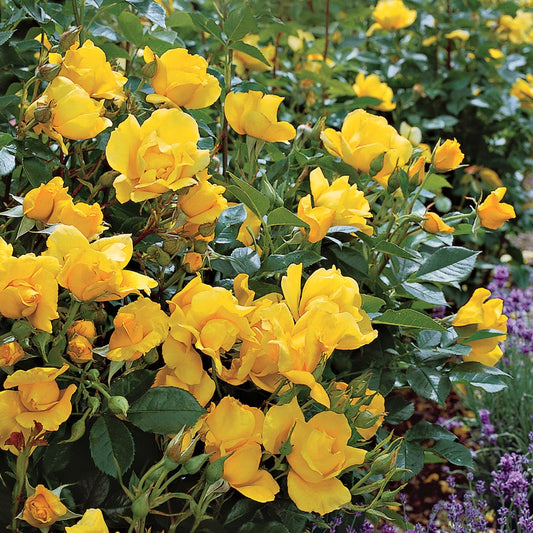 Rosa Yellow Simplicity