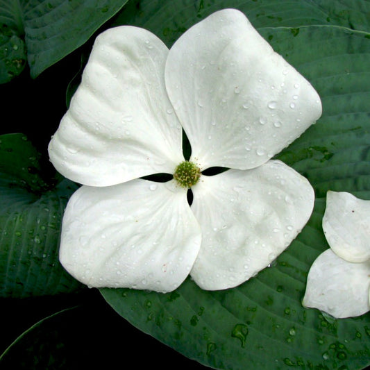 Cornus Venus®